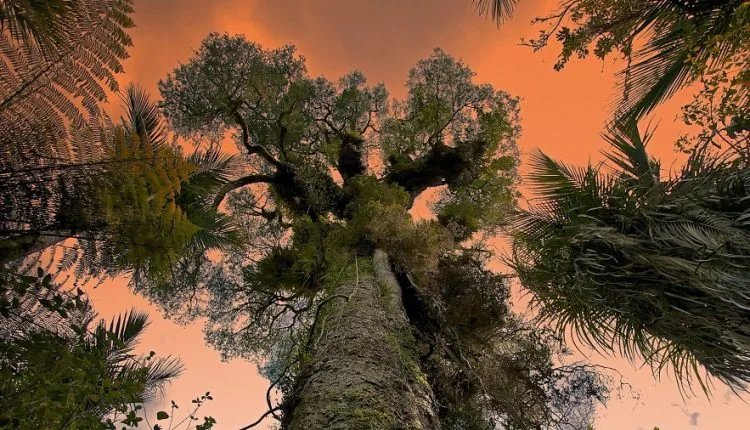 카 우리 나무는 42,000 년 전 지구 역사의 전환점을 나타냅니다