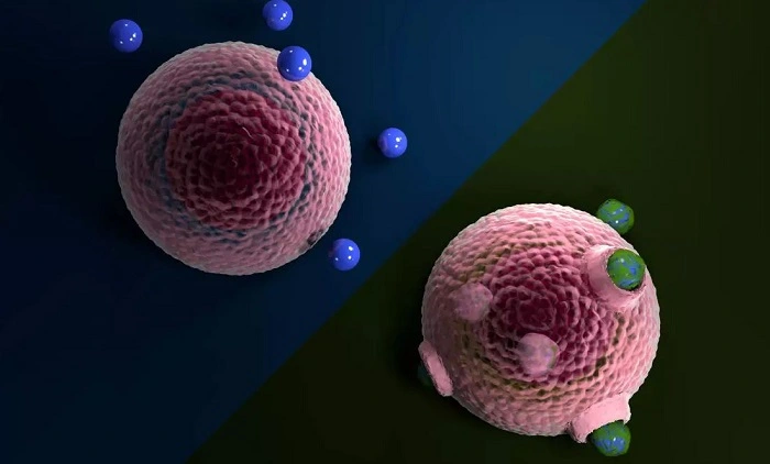 Microplástico forma biocoatings e penetra células vivas