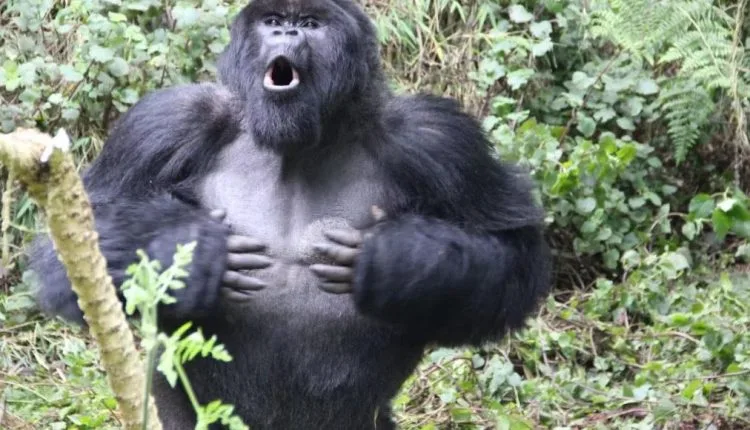 Gorillas können Brustschlaggeräusche verwenden, um ihre Körpergröße anzuzeigen