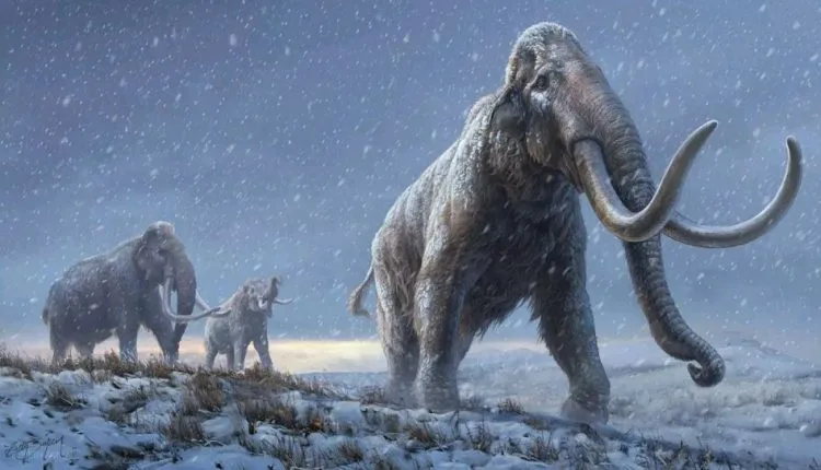 Il DNA di mammut di milioni di anni batte il record di DNA più antico del mondo