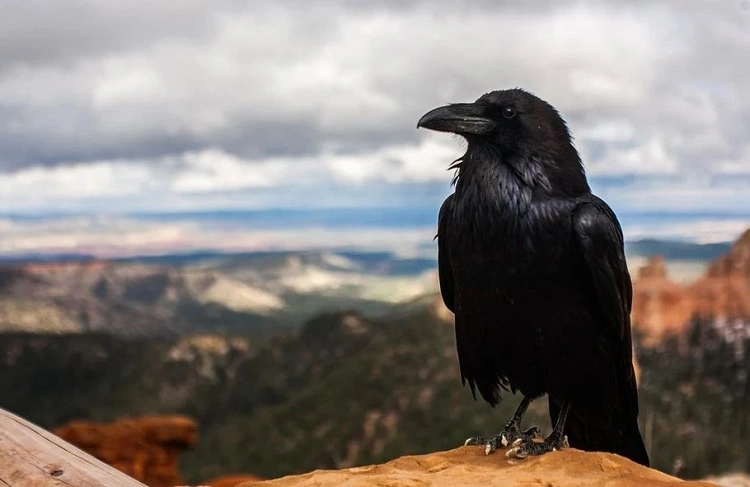 Crows kognitive Fähigkeit kann mit Menschenaffen mithalten
