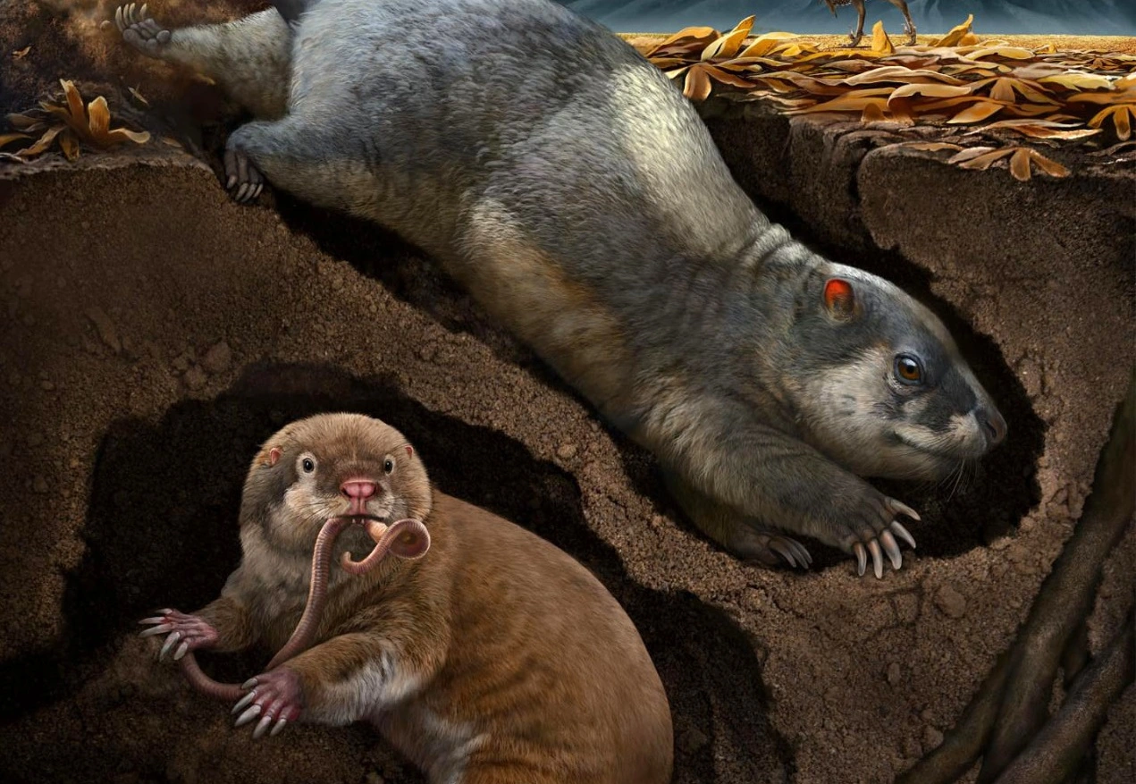 Découverte de deux nouvelles espèces de mammifères du Crétacé