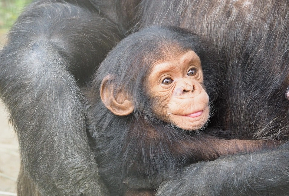 Les scientifiques ont trouvé une coïncidence de gestes de petits enfants et de singes