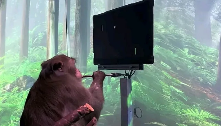 Startup Neuralink half einem Affen, mit seinem Gehirn Tennis zu spielen