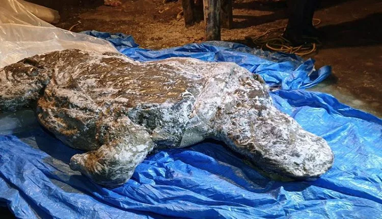 시베리아에서 발견 된 잘 보존 된 빙하기 털 코뿔소