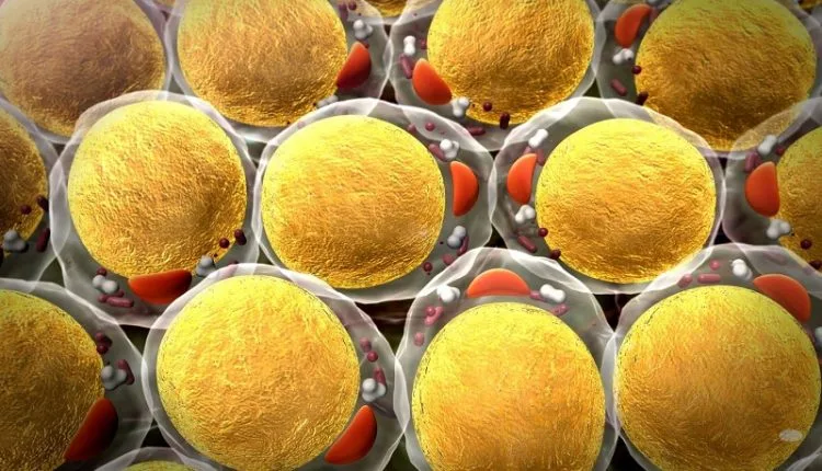 Zwillingsstudie zeigt, wie Fettleibigkeit die Mitochondrienfunktion verändern kann
