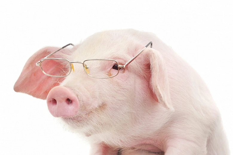 Huawei élève maintenant des porcs, et ce n'est pas une blague