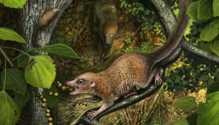 Die ältesten Fossilien von Primaten weisen darauf hin, dass unsere Vorfahren mit Dinosauriern lebten