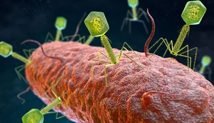 Os vírus podem tornar as superbactérias novamente suscetíveis aos antibióticos