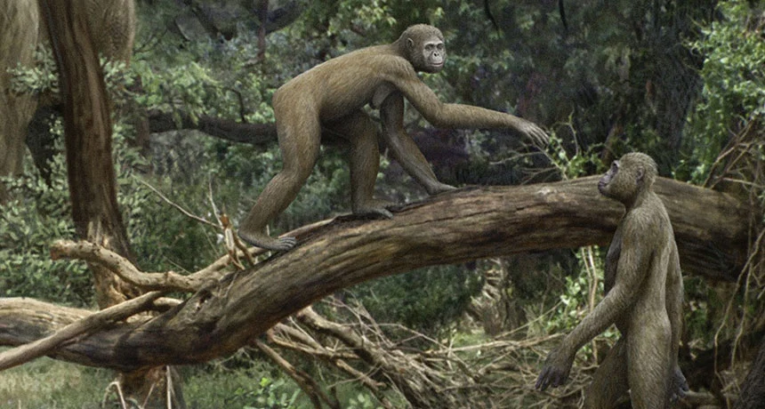 Un squelette d'Ardipithecus vieux de 4,4 millions d'années peut montrer comment les premiers humains ont commencé à marcher debout