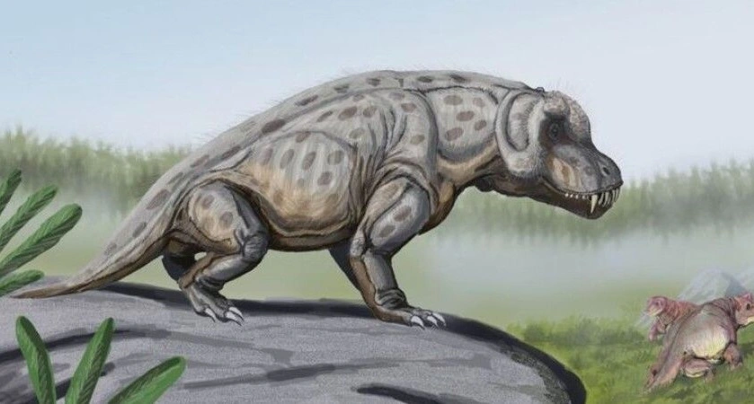 Forscher haben den Schädel eines Anteosaurus rekonstruiert
