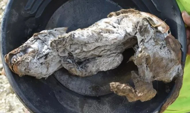 Um filhote de lobo, 57.000 anos, encontrado no Alasca
