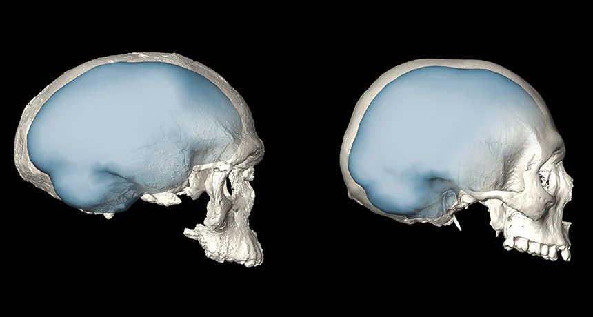 Le cerveau humain a changé il y a plus de 100000 ans