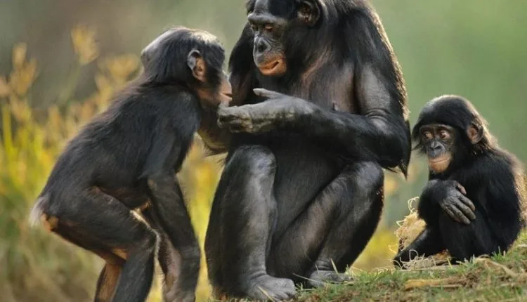 Razões para diferenças de comportamento entre chimpanzés e bonobos