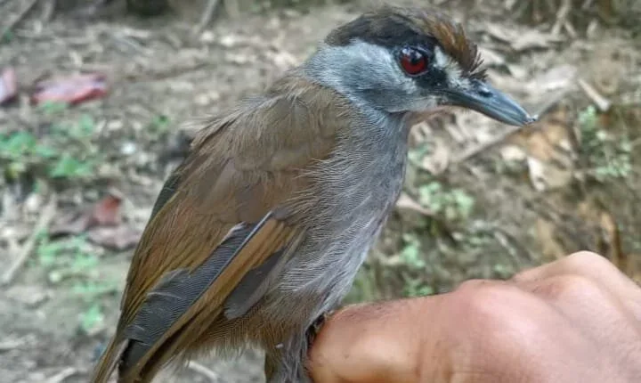 インドネシアで170年間絶滅したと考えられている鳥
